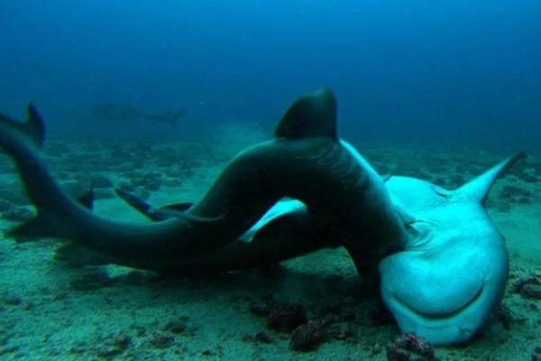 Shark mate