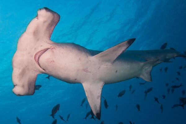 Hammerhead Shark