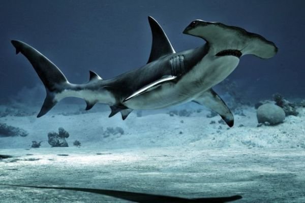 shark