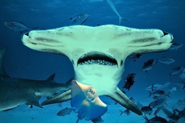 Shark