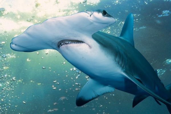 Shark