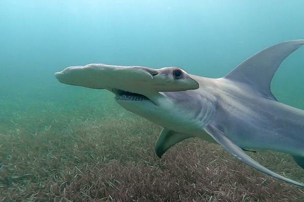 Shark
