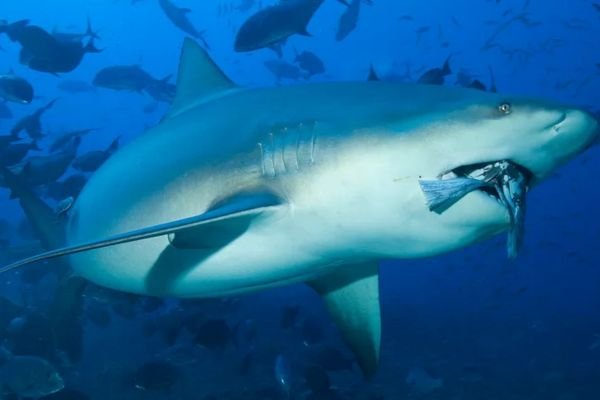 Bull Shark