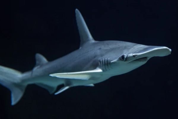 Bonnethead Shark
