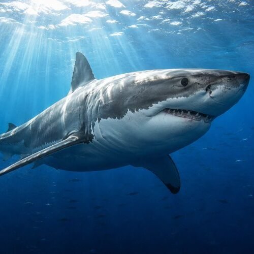 How Long Have Sharks Been Around? 450 Million Years