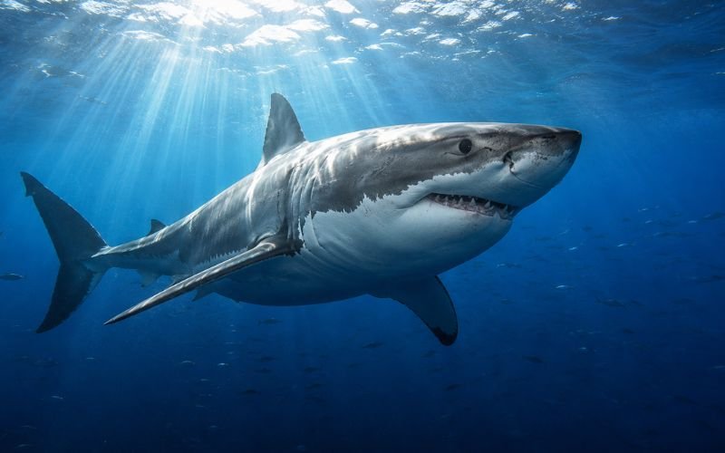 Shark